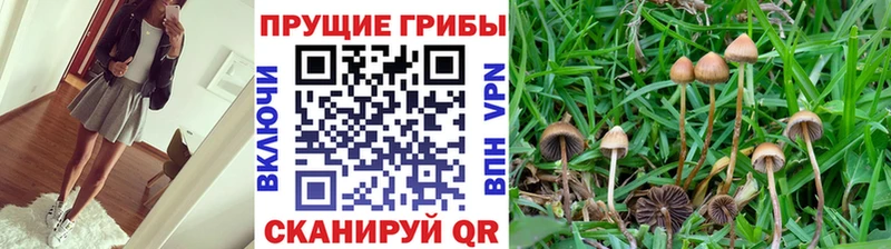 купить МЕГА tor Галлюциногенные грибы MAGIC MUSHROOMS Котлас